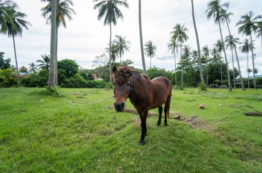 Kahverengi at arka plandaki palmiye ağaçlarının çimlerini yiyor. Palmiye ağaçlarının altında at otluyor..