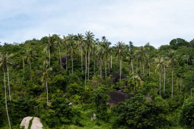 Bulutlu bir gökyüzü olan tropikal orman tepeleri. Dağlar ve mavi gökyüzünde beyaz bulutlar. Tropik yaz tatili konsepti.