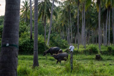 Büyük boynuzlu bir bufalo yeşil bir tropikal ormanda çimlerde otluyor..