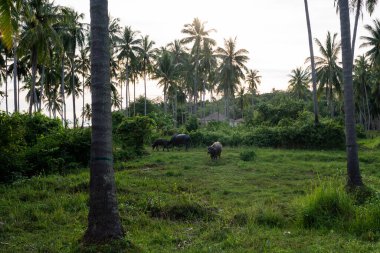 Büyük boynuzlu bir bufalo yeşil bir tropikal ormanda çimlerde otluyor..