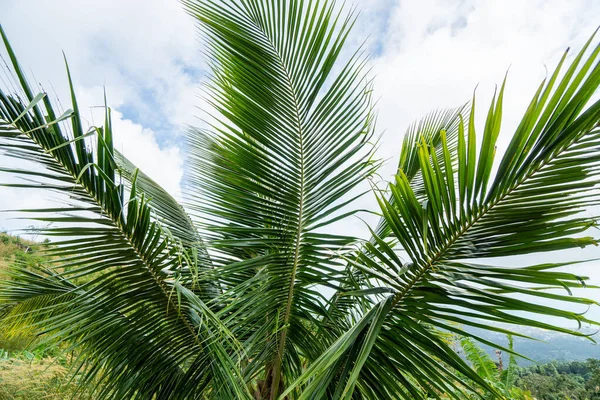 Ramas de palmeras de coco en la selva tropical en Tailandia . —  Fotos de Stock