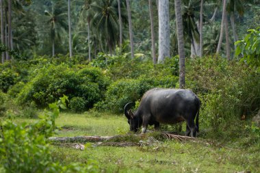 Büyük boynuzlu bir bufalo yeşil bir tropikal ormanda çimlerde otluyor..