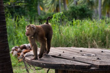Zincirli maymun çiftlikte boynunda çan olan..