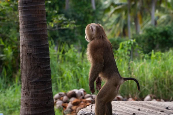 Chained monkey with a bell on a neck on a farm. — Stock Photo, Image