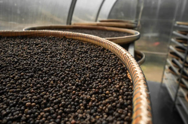 Black peppercorns drying in drying room or box on plates of reed on black pepper plantation. Drying of black peppercorns. Agriculture. Spices.