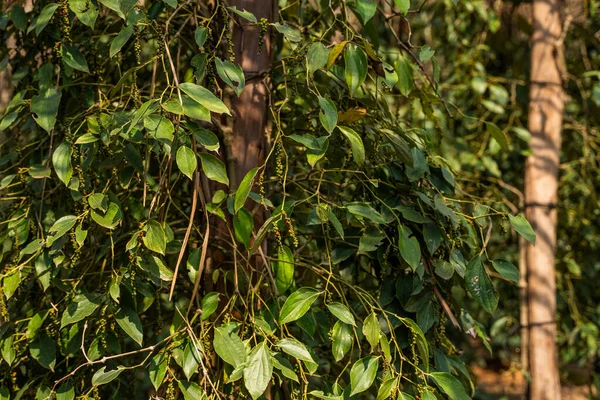 Czarne rośliny pieprzu rosnące na plantacji w Azji. Dojrzałe zielone papryki na drzewach. Rolnictwo w krajach tropikalnych. Pieprz na drzewach przed suszeniem. — Zdjęcie stockowe