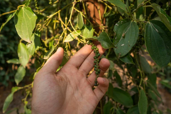 Hand of the farmer holding a raw green pepper which growing on a trees. Black pepper plants growing on plantation in Asia. Ripe green peppers on a trees. Agriculture in tropical countries.