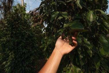Ağaçta yetişen çiğ yeşil biber tutan çiftçinin eli. Asya 'da fidanlıkta yetişen kara biber bitkileri. Ağaçlarda olgun yeşil biberler. Tropikal ülkelerde tarım.