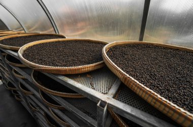 Kurutma odasında kurumuş karabiberler ya da karabiber tarlasında kamış tabakları üzerinde kutular. Karabiberli mısır kurutmak. Tarım. Baharatlar.