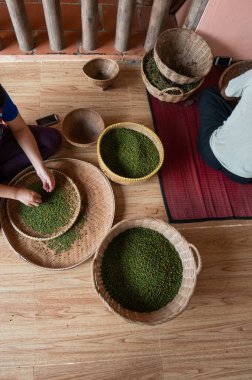 Kadın yeşil biberi uzatır ve daha fazla kurutmak için kırmızı biberi kırmızıdan ayırır. Asya 'da fidanlıkta yetişen kara biber bitkileri. Tropikal ülkelerde tarım.