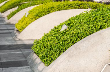Sokakta çimenlik. Çalıları ve yeşil çimenleri olan bir park, peyzaj. Güzel bahçeli yeşil çimenler.