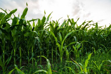 Tarlalardaki sağlıklı mısır bitkileri bulutlu yaz gökyüzüne doğru yükseliyor..