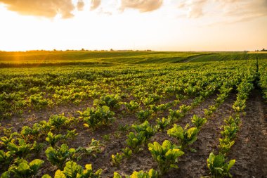 Yaz şekerpancarı tarım arazisi kırsal alanda günbatımı altında gökyüzü altında yeşil bitkiler