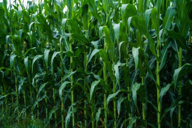 Uzun saplı ve yapraklı yoğun sıra yeşil mısır bitkileri