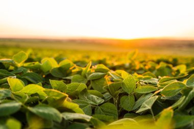 Kırsal tarım arazilerinde gün batımında parlayan yeşil soya yaprağına yakın kırsal tarım arazisi yaz manzarası