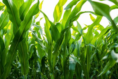 Yeşil mısır yaprakları yaz güneşinin altında kırsal tarım arka planına sahip tarla tarlalarında parlıyor.