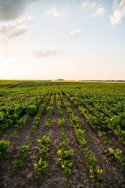 Tarlalarda yetişen yeşil pancar tarlaları yaz günbatımı altında kırsal tarım arazisinde gün batımı