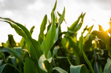 Taze yeşil mısır yapraklarının yaz mevsiminde sıcak güneş ışığı alan tarla tarımı arka planında yakınlaşması