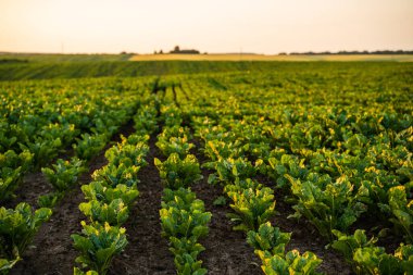 Yazın günbatımında yeşil bitkilerle birlikte pancar tarlası geniş görünümü kırsal tarım arka planı