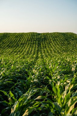 Yamaçta yetişen mısır tarlaları sıcak yaz güneşinin altında kırsal arazide yetişiyor.
