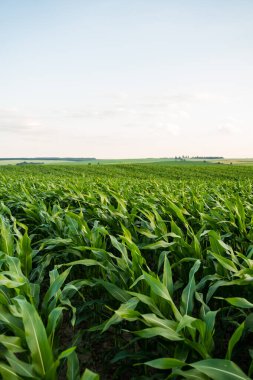 Açık mavi gökyüzünün altındaki yeşil mısır tarlasının geniş manzarası yaz kırsal alanlarında kırsal alanlarda