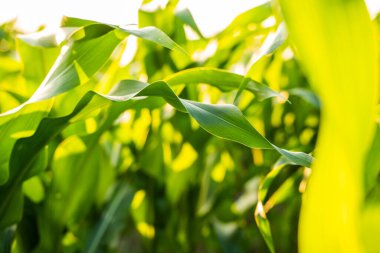 Yeşil mısır yaprakları yaz güneşinin altında kırsal tarım arka planına sahip tarla tarlalarında parlıyor.