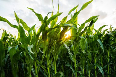 Yaz mevsiminde gün batımında parlayan uzun yeşil mısır bitkileri kırsal tarım arazilerinde