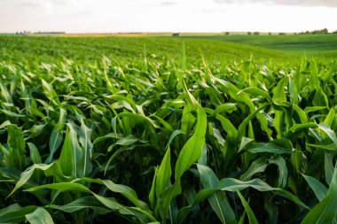 Yaz mevsimi boyunca doğal ışık altında tarım arazilerini kaplayan taze mısır bitkilerinin geniş görünümü.