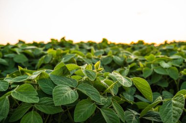 Soya fasulyesi yapraklarının yakını yaz günbatımında parlıyor tarım arazisi kırsalında gün batımında.