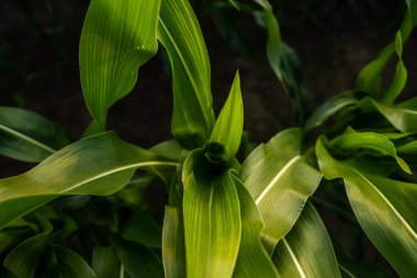 Taze tarım mahsulünün güneş ışığındaki dokusunu gösteren, tarım arazilerinde büyüyen yeşil mısır yapraklarının makro görüntüsü.