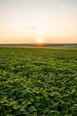 Tarım arazilerindeki yeşil soya bitkileri kırsal alanda yaz mevsiminde, gün batımında, sıcak günbatımında parlıyordu.