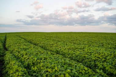 Yaz mevsimi boyunca kırsal alanda açık mavi gökyüzünün altındaki yeşil soya fasulyesi tarlası geniş bir görüş alanına sahiptir.
