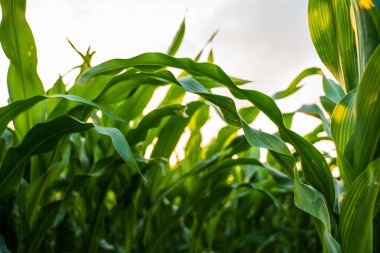 Yaz mevsiminde güneş ışığında parlayan yeşil mısır yaprakları kırsal alanda kırsal alanda tarlalar oluşturur.