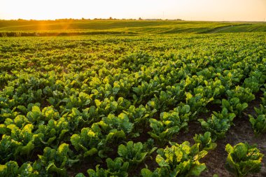 Genç şeker pancarı bitkileri tarla toprağında sıcak günbatımı altında kırsal alanda tarım arka planında güneş ışığı altında.