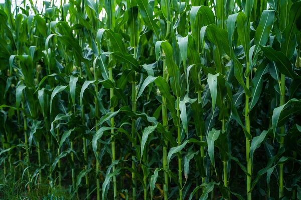 Uzun saplı ve yapraklı yoğun sıra yeşil mısır bitkileri