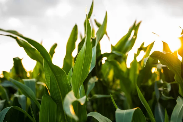 Taze yeşil mısır yapraklarının yaz mevsiminde sıcak güneş ışığı alan tarla tarımı arka planında yakınlaşması