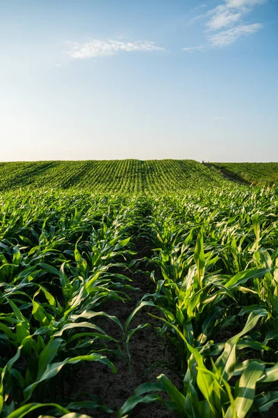Tarlalarda yetişen yeşil mısır tarlaları açık yaz mavi gökyüzünün altında kırsal tarım alanında.