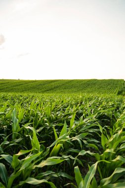 Açık gökyüzünün altında yaz mevsiminde geniş yeşil mısır tarlası. Taze mısır bitkileri ve doğal tarım ortamı olan tarımsal kırsal arazi.