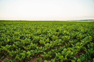 Büyük yeşil pancar alanı parlak gökyüzünün altında ufka kadar uzanıyor. Taze pancar bitkileri ve doğal ekin ekimi olan kırsal tarım arazisi.