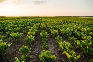Altın gün batımıyla aydınlatılan sıralı şeker pancarı bitkileriyle tarım tarlası. Doğal tarım ve organik ekin ekiminin sergilendiği kırsal tarım arazisi.