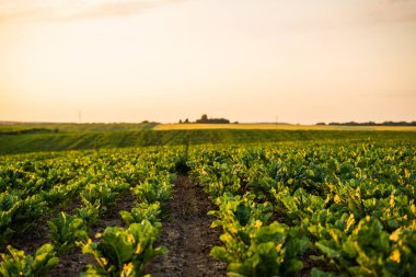 Geniş şeker pancarı tarlaları altın günbatımı gökyüzünün altında ufka kadar uzanıyor. Tarımsal kırsal alanda sıra sıra organik pancar bitkileri ve doğal ürün ekimi.