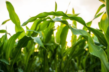 Taze yeşil mısır yaprakları parlak güneş ışığı altında yakından görünüyor. Mısır ekinleri, doğal tarım ve organik tarım ile tarım arazileri.