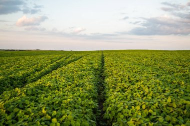 Geniş soya fasulyesi tarlaları yaz gökyüzünün altında ufka kadar uzanıyor. Sıralar dolusu taze soya fasulyesi ve organik ekili kırsal tarım arazisi.