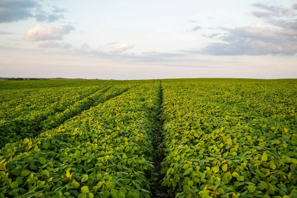 Geniş soya fasulyesi tarlaları yaz gökyüzünün altında ufka kadar uzanıyor. Sıralar dolusu taze soya fasulyesi ve organik ekili kırsal tarım arazisi.