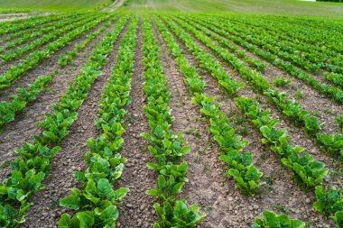 Yeşil şeker pancarı fideleri tarım arazileri boyunca düzenli sıralar halinde yayılır. Sağlıklı bitki örtüsü ürün büyümesini ve çevre dostu tarımı sembolize eder.