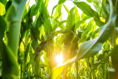 Parlak güneş, yoğun mısır yapraklarının arasından aşağıya doğru parlayarak yeşil alanı aydınlatıyor. Sürdürülebilir tarım ve canlılığı temsil eden canlı bir yaz sahnesi.