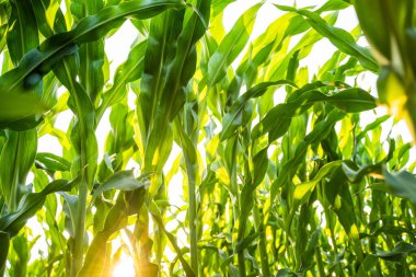 Taze yeşil mısır bitkileri sıcak güneş ışığı altında parlar. Sağlıklı ekinlerin, verimli toprağın ve tarımın sürdürülebilirliğinin gösterildiği doğal bir tarım arazisi..