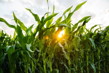 Tarım, tarım ve organik gıda üretimini sembolize eden, sıcak bir yaz akşamında yaprakların arasında parlayan canlı yeşil mısır bitkilerine yakın çekim.
