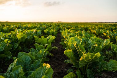 Taze yeşil şeker pancarı bitkileri altın gün batımında verimli topraklarda düzenli olarak büyüyorlar. Sağlıklı gıda üretimi, sürdürülebilir tarım, doğal tarım ve kırsal arazi kavramı.