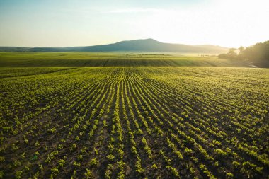 Akşam vakti tarım arazilerinde yetişen genç mısır bitkilerinin sıraları. Dağlı ve günbatımlı kırsal arazi, tarımın ve gelecekteki hasatın sembolü..